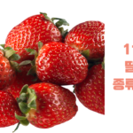 11가지 딸기의 종류와 특징