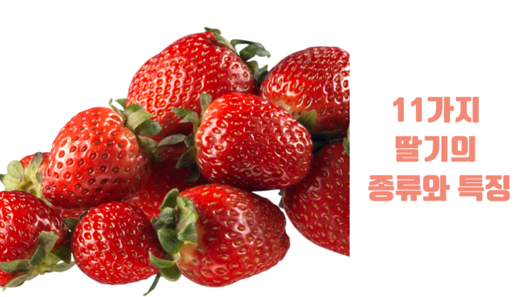 11가지 딸기의 종류와 특징